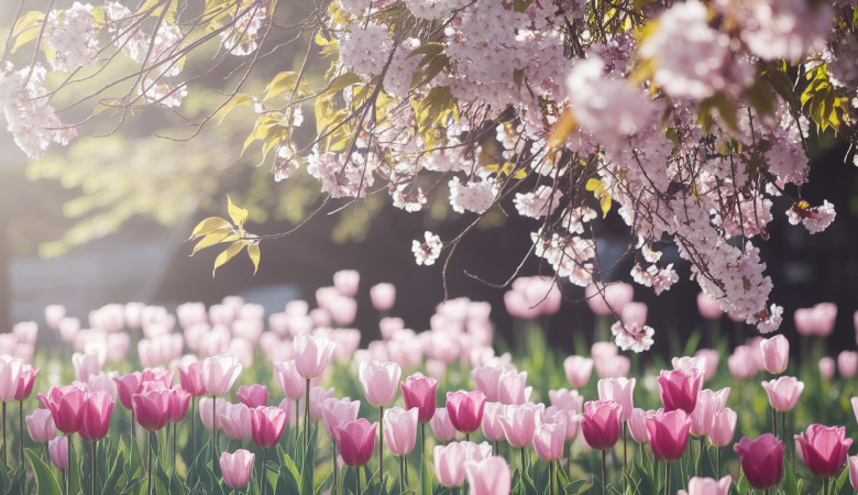 jardin-printemps-tulipes-cerisiers-lumiere